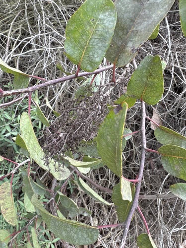iNaturalist observation photo of laurel sumac