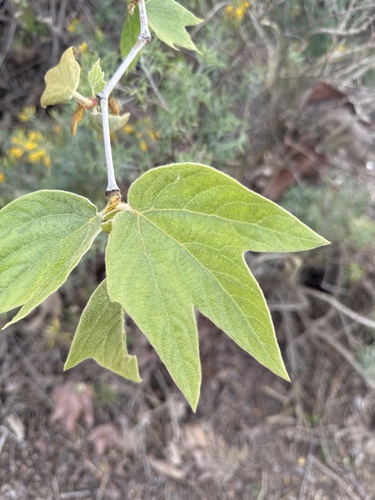 iNaturalist observation photo of western sycamore