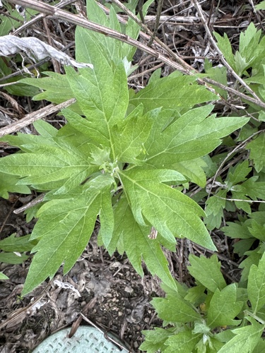 iNaturalist observation photo of California mugwort