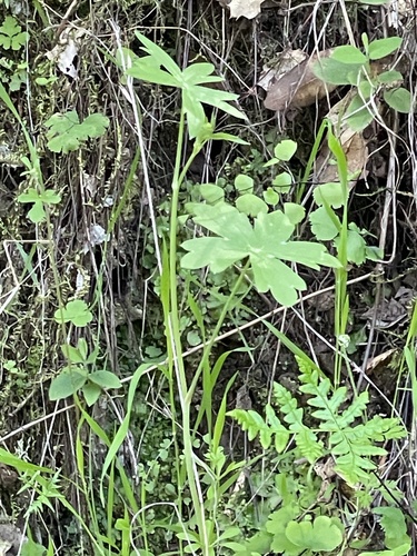 Meadow Larkspur* foliage