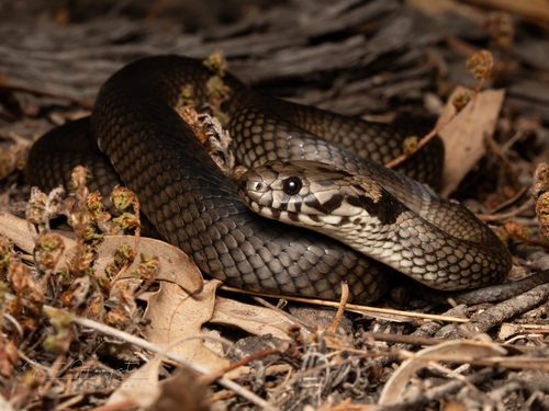Pale-headed Snake sighting