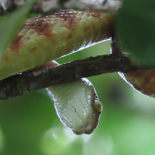 Brown Tree Snake sighting