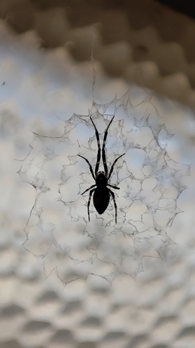 Ninja-star Ceiling Spider