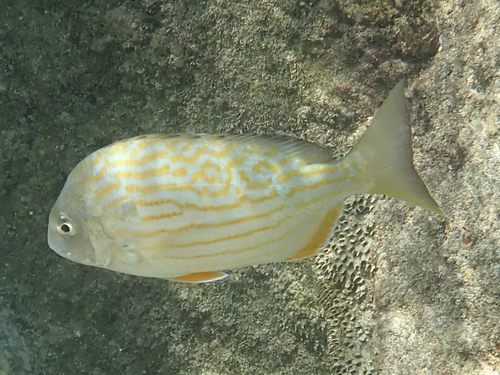 Western Atlantic Seabream