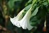 Angel's Trumpets - Photo (c) Endless Wonderer, all rights reserved, uploaded by Endless Wonderer