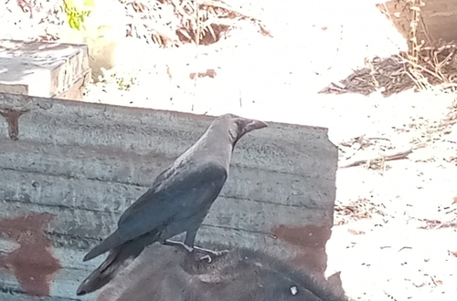 House Crow