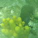Observation photo