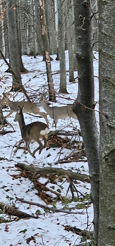 Western Roe Deer