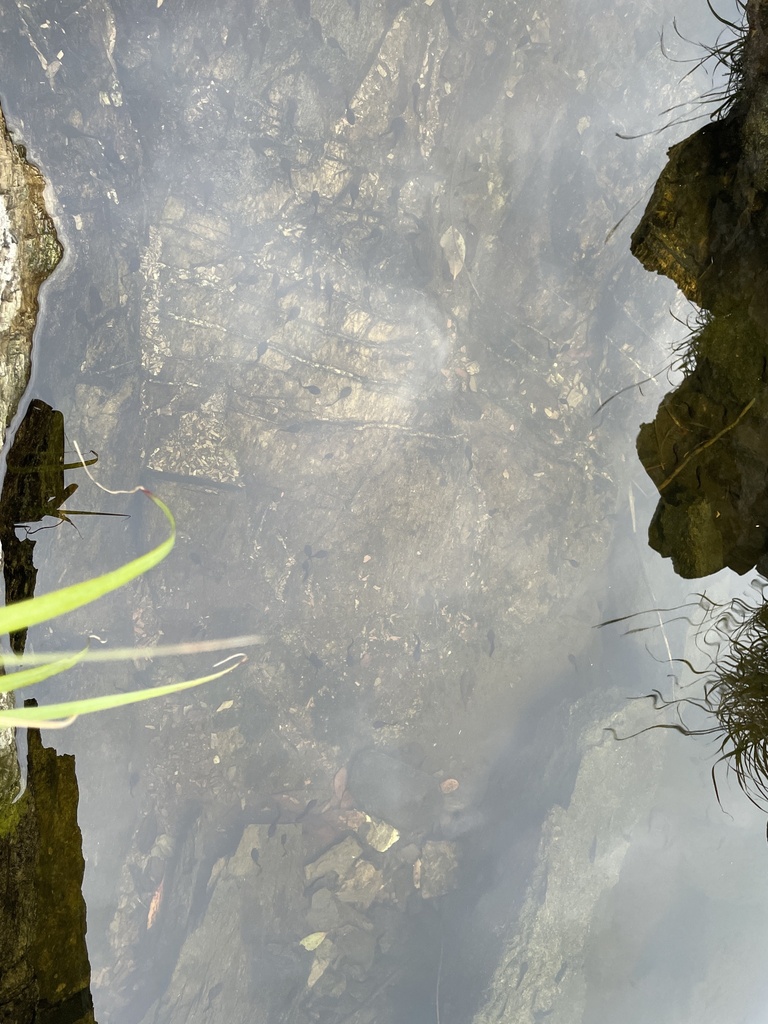 Western Japanese Common Toad from Yakushima, JP-KS, JP on March 12 ...