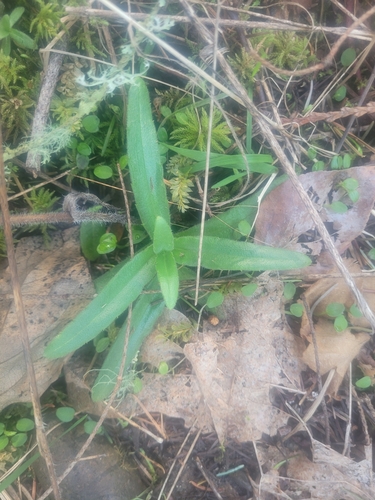 Woodland Madia foliage