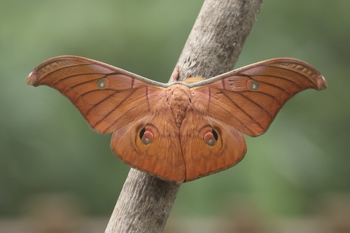 Antheraea helferi Moore, 1858