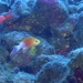 Hawaiian Longfin Anthias - Photo (c) mykle hoban, all rights reserved, uploaded by mykle hoban