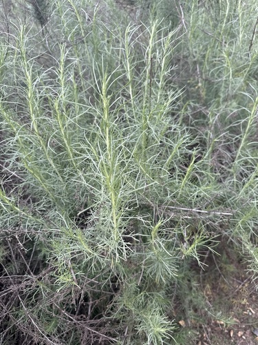 iNaturalist observation photo of California sagebrush