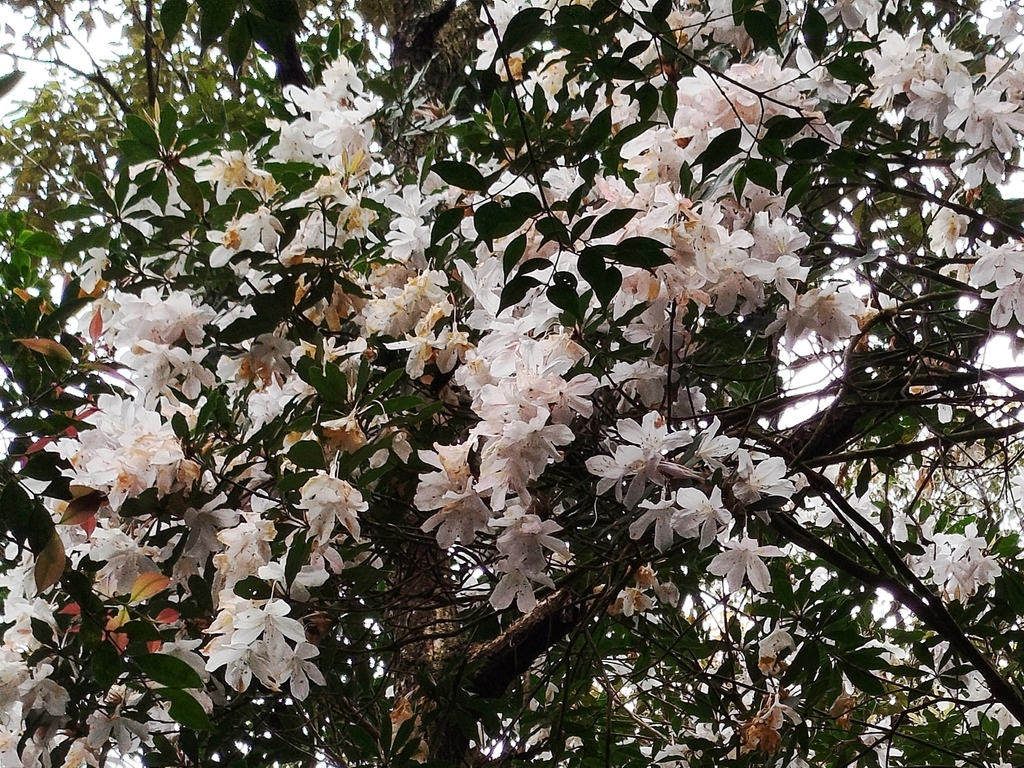 Rhododendron serotinum (Rhododendron serotinum)