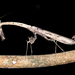 Toxodera maculata - Photo (c) gernotkunz, todos los derechos reservados, subido por gernotkunz