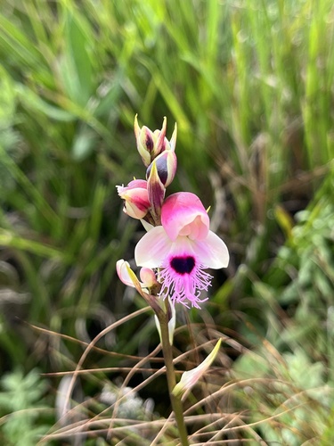 Disa walteri