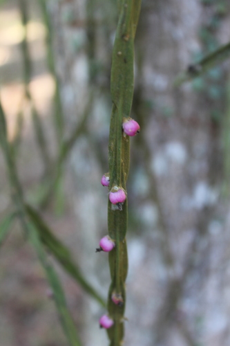 Rhipsalis pacheco-leonis ssp. catenulata