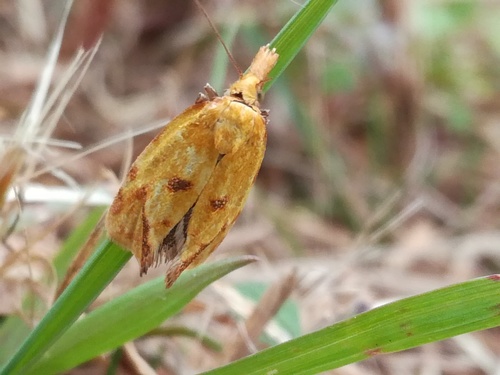 Common Yellow Conch
