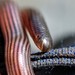 Cape York Striped Blind Snake - Photo (c) Josh Hatton, all rights reserved, uploaded by Josh Hatton
