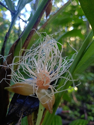 Evodianthus funifer