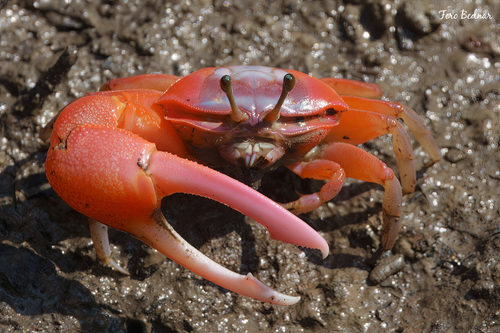Tubuca rosea