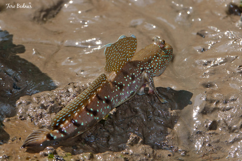 Boleophthalmus boddarti