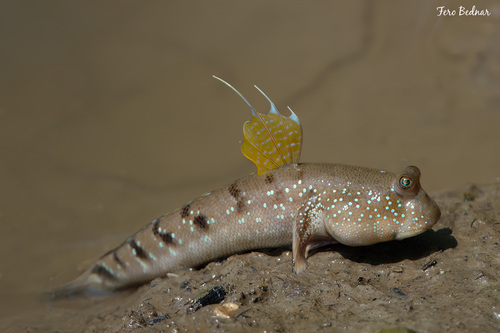 Boleophthalmus boddarti