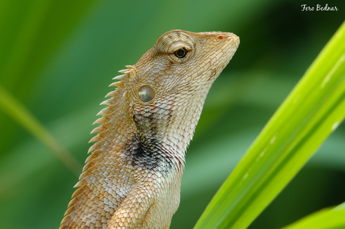 Calotes versicolor