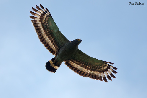 Spilornis cheela