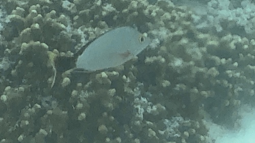 Humpback Snapper — seen at this dive site