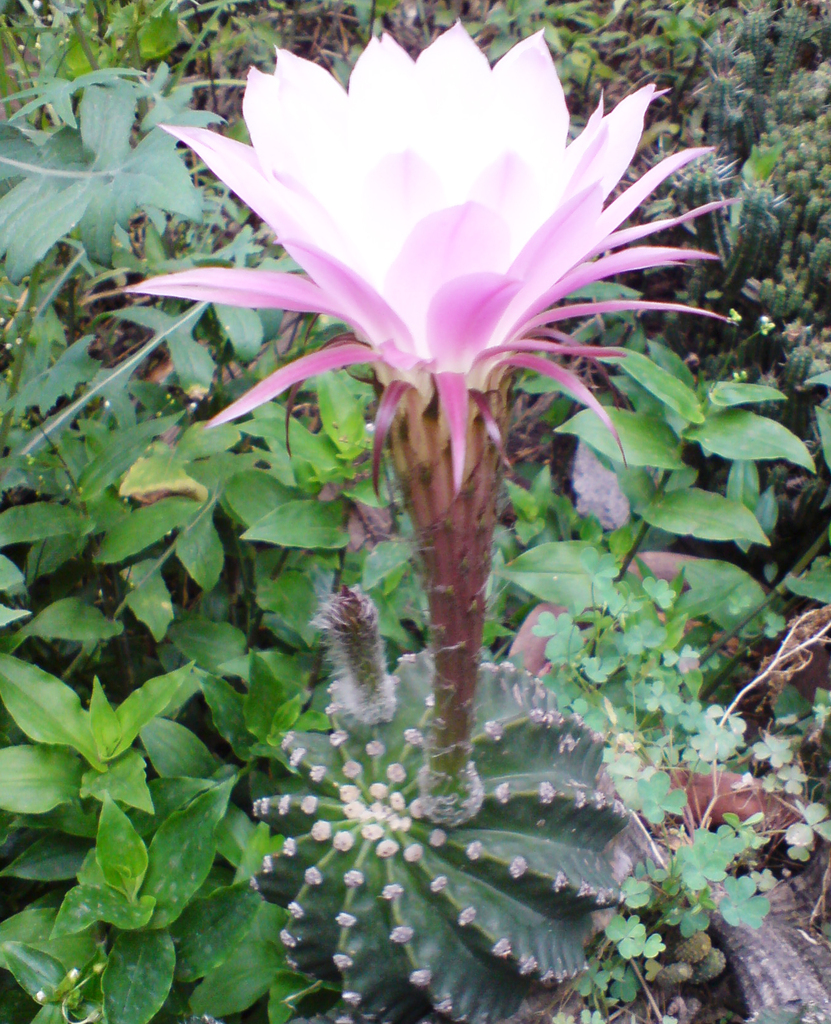 Cacto-Lírio-da-Páscoa (Echinopsis oxygona) · BioDiversity4All