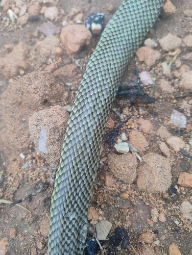 Mulga Snake sighting