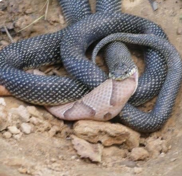 Image showcasing Eastern Kingsnake in August 2019 by Hurtt Keegan. Eating a copper head ...
