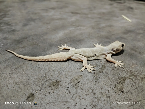 Northern House Gecko