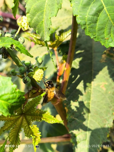 Giant Honey Bee