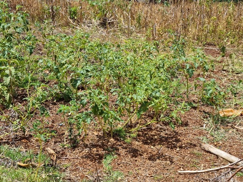 jimsonweed