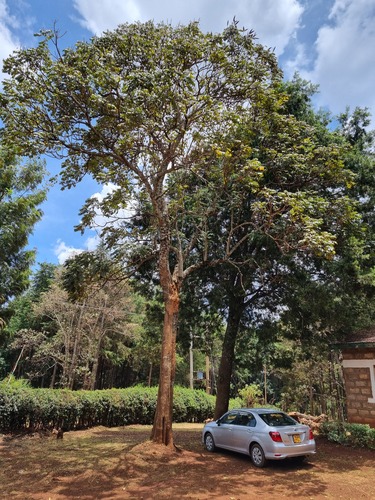 African tulip tree