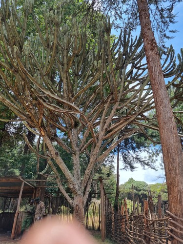 Common Tree Euphorbia