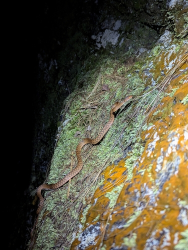 Brown Tree Snake sighting