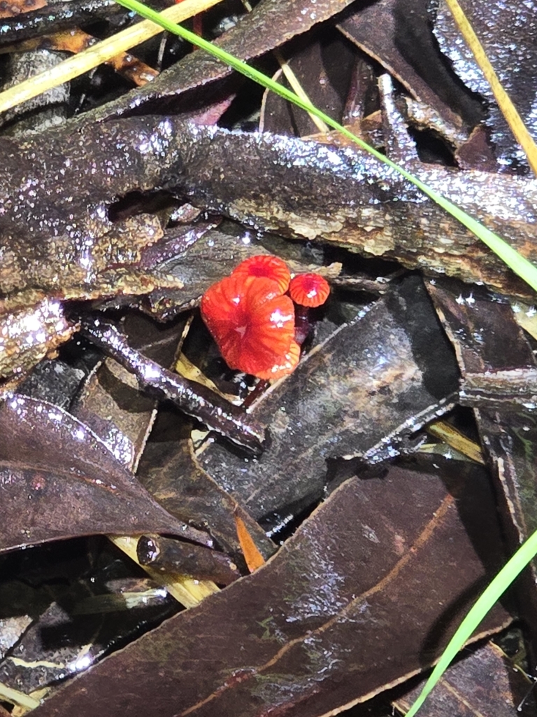 Ruby Bonnot ruby bonnet from Nambucca Heads NSW 2448, Australia on March 10, 2025 ...