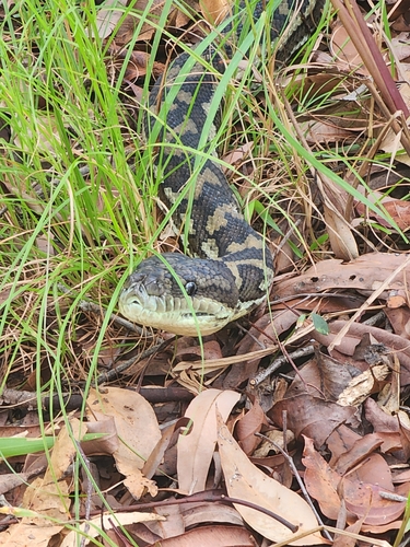 Coastal Carpet Python sighting