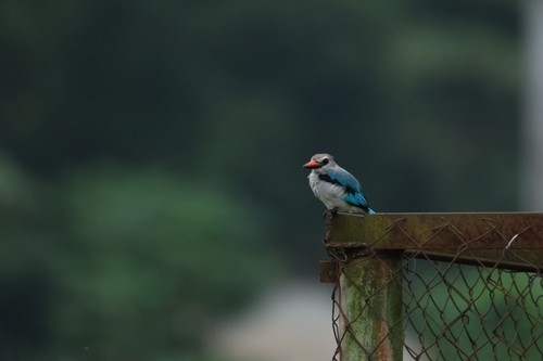 Woodland Kingfisher