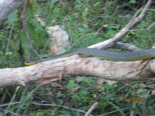 Common Tree Snake sighting
