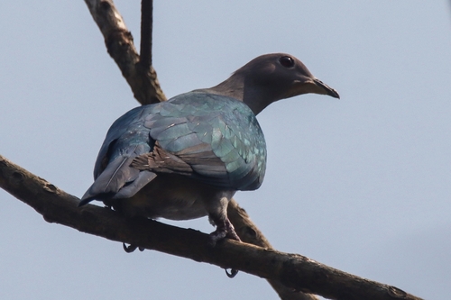 Green Imperial Pigeon