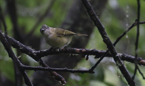 Green Shrike-Babbler