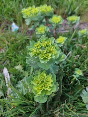 Sun spurge