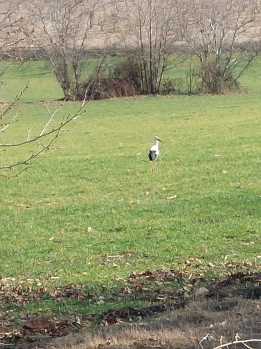 European White Stork