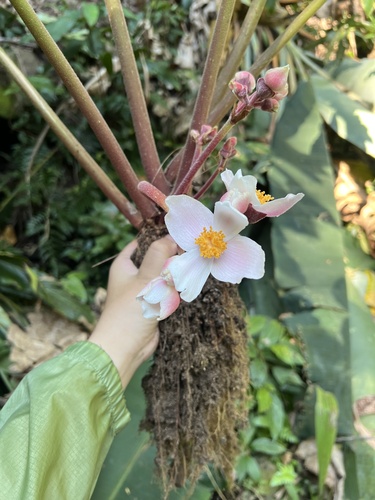 Begonia silletensis