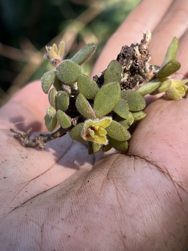 Trichotosia dasyphylla