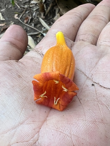 Mayodendron igneum